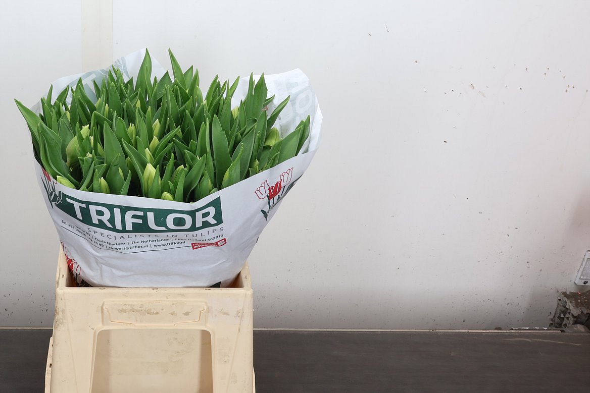 Tulip Single Sweet Breeze 40cm 45gr.