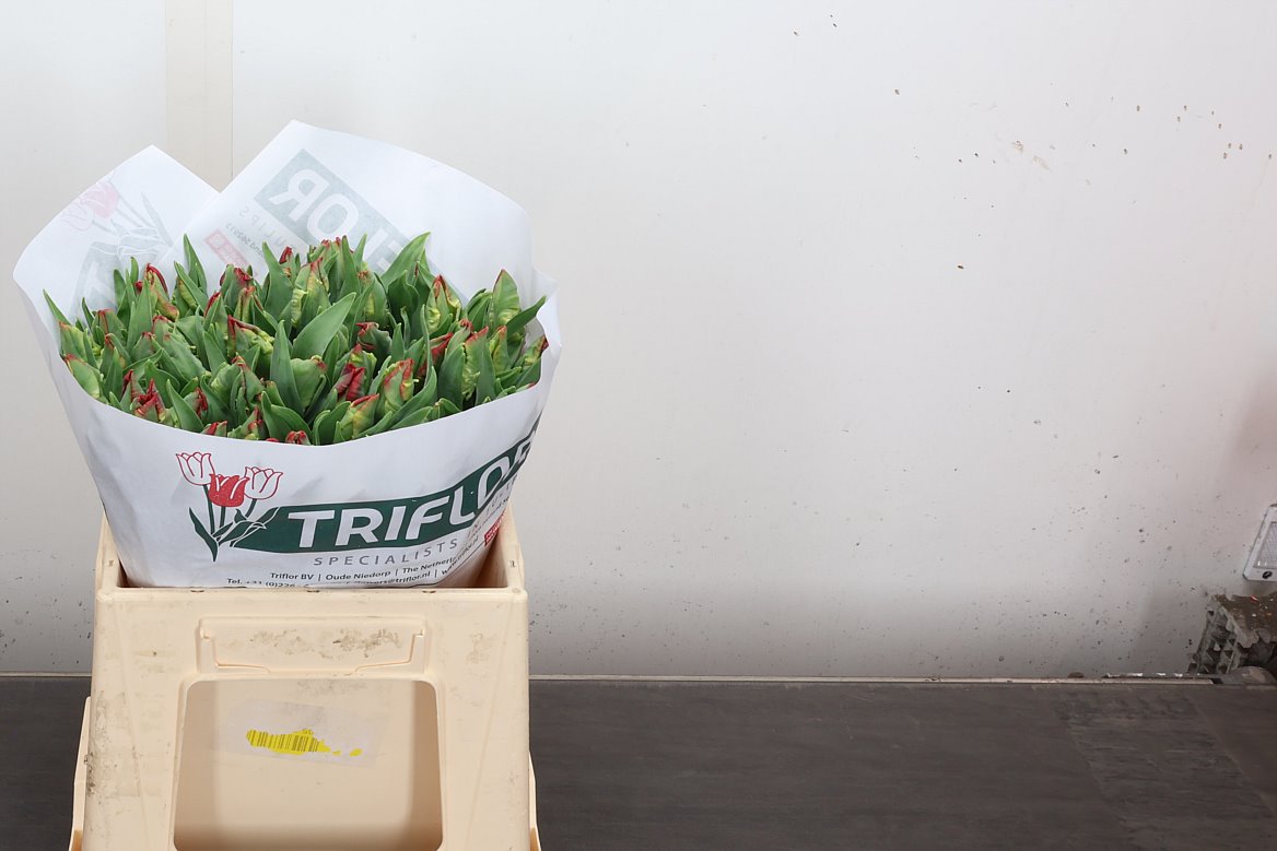 Tulip Parrot Seadov Parrot 35cm 35gr.