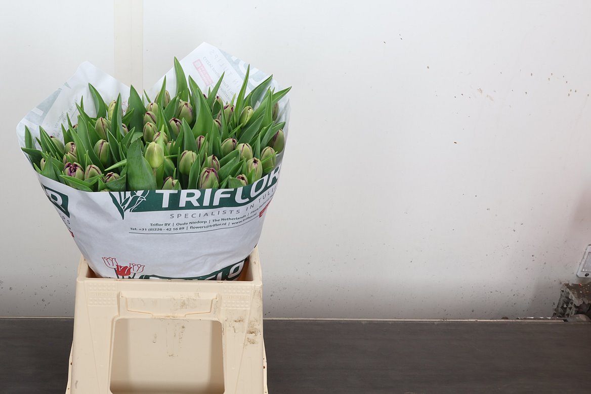 Tulip Double Palmyra 40cm 35gr.