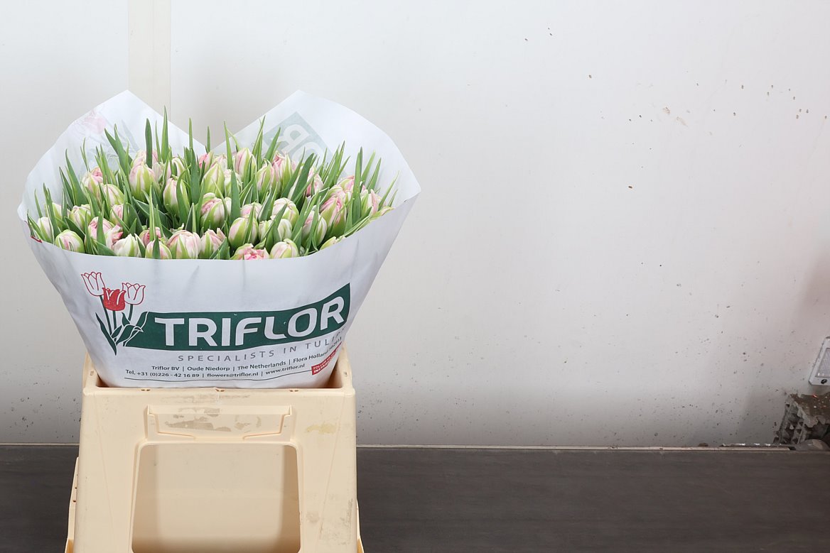 Tulip Double Flash Point 35cm 40gr.