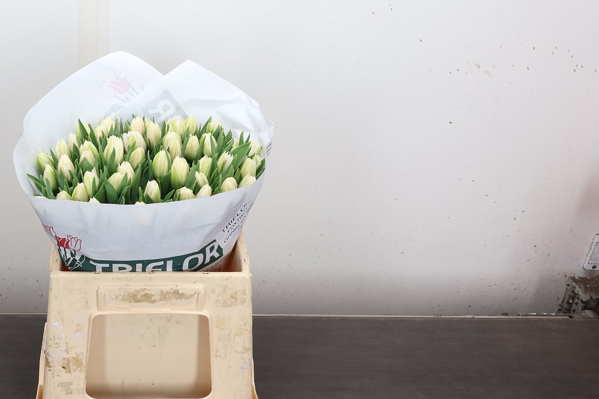 Tulip Double Foxtrot 35cm 33gr.