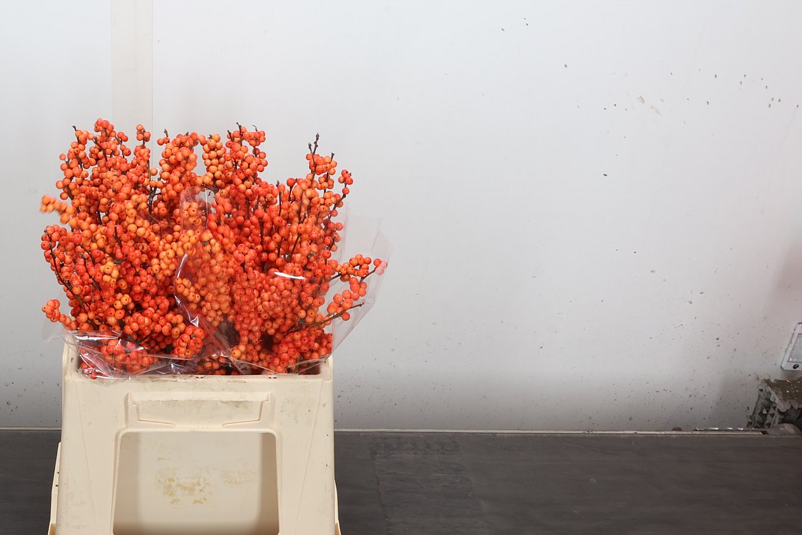 Ilex Verticillata Winter Gold 40cm