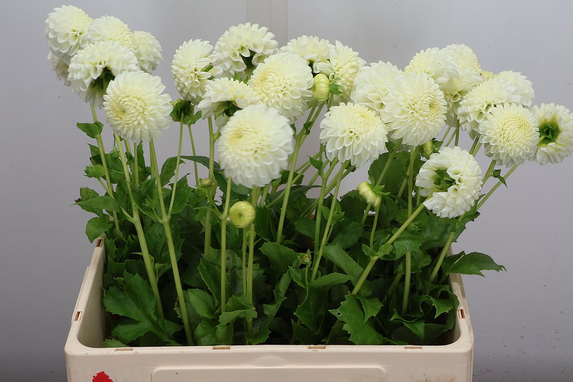 Dahlia Reycroft Jan 60cm