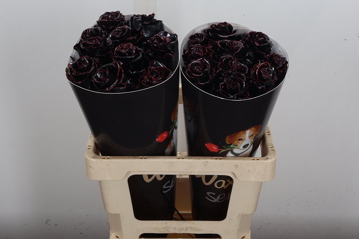 Rosa Waxed 60cm