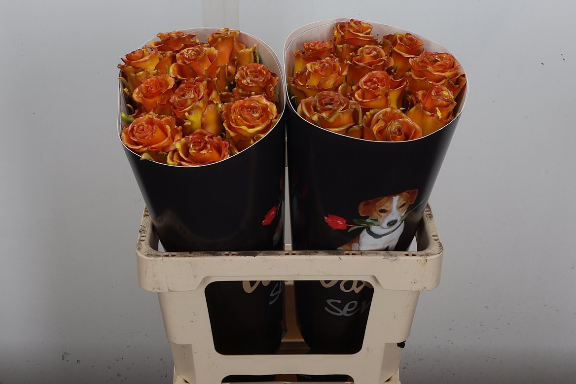 Rosa Waxed 60cm