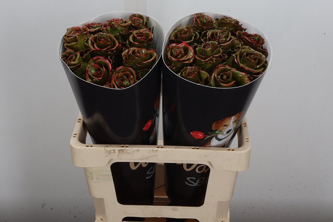 Rosa Waxed 60cm