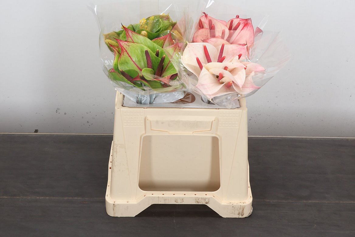 Anthurium Fresh Love 7Ø