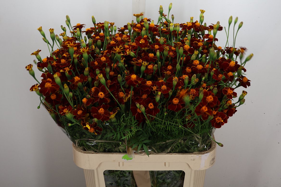 Tagetes Burning Embers 80cm