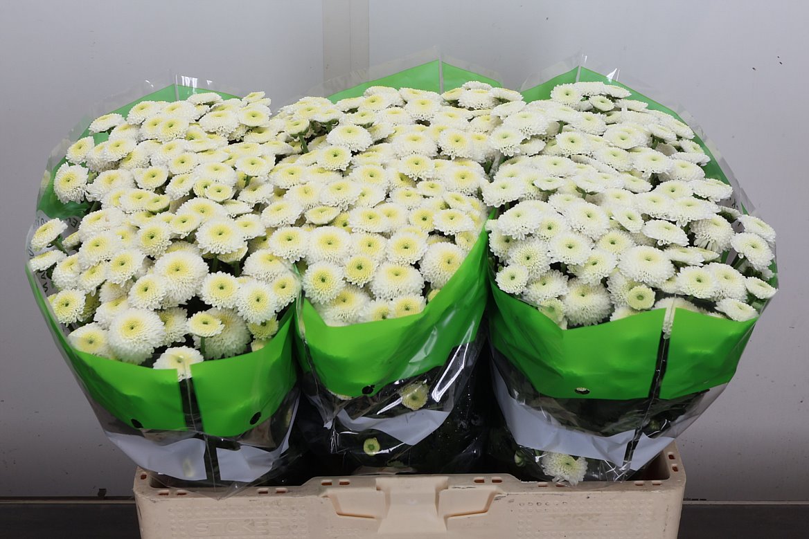 Chrysanth Santini Paletti 55cm 56gr.