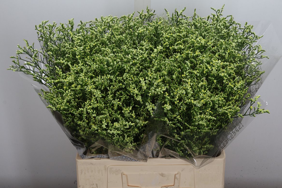 Limonium Sinense China Lemon 60cm 20gr.