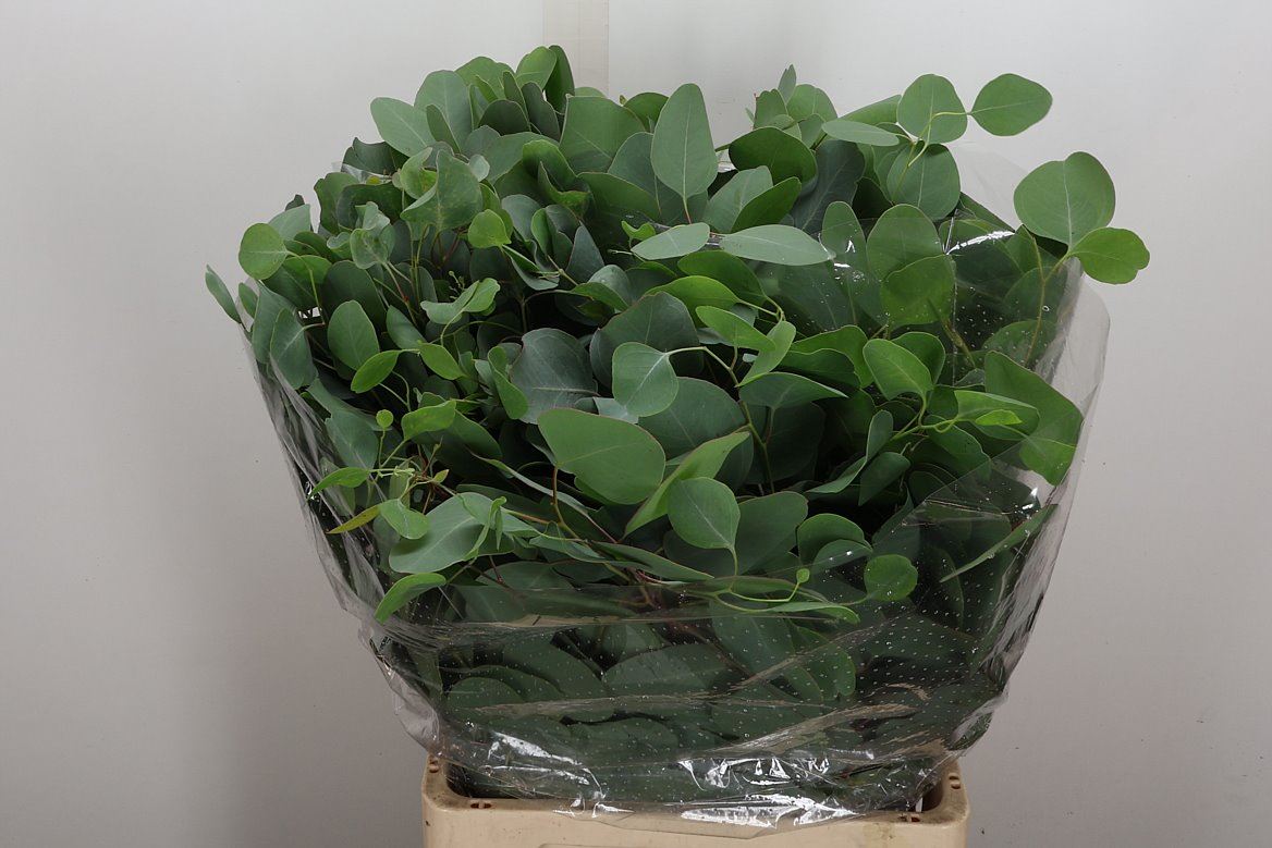 Eucalyptus Bnch Polyanthemos Fru 70cm 400gram