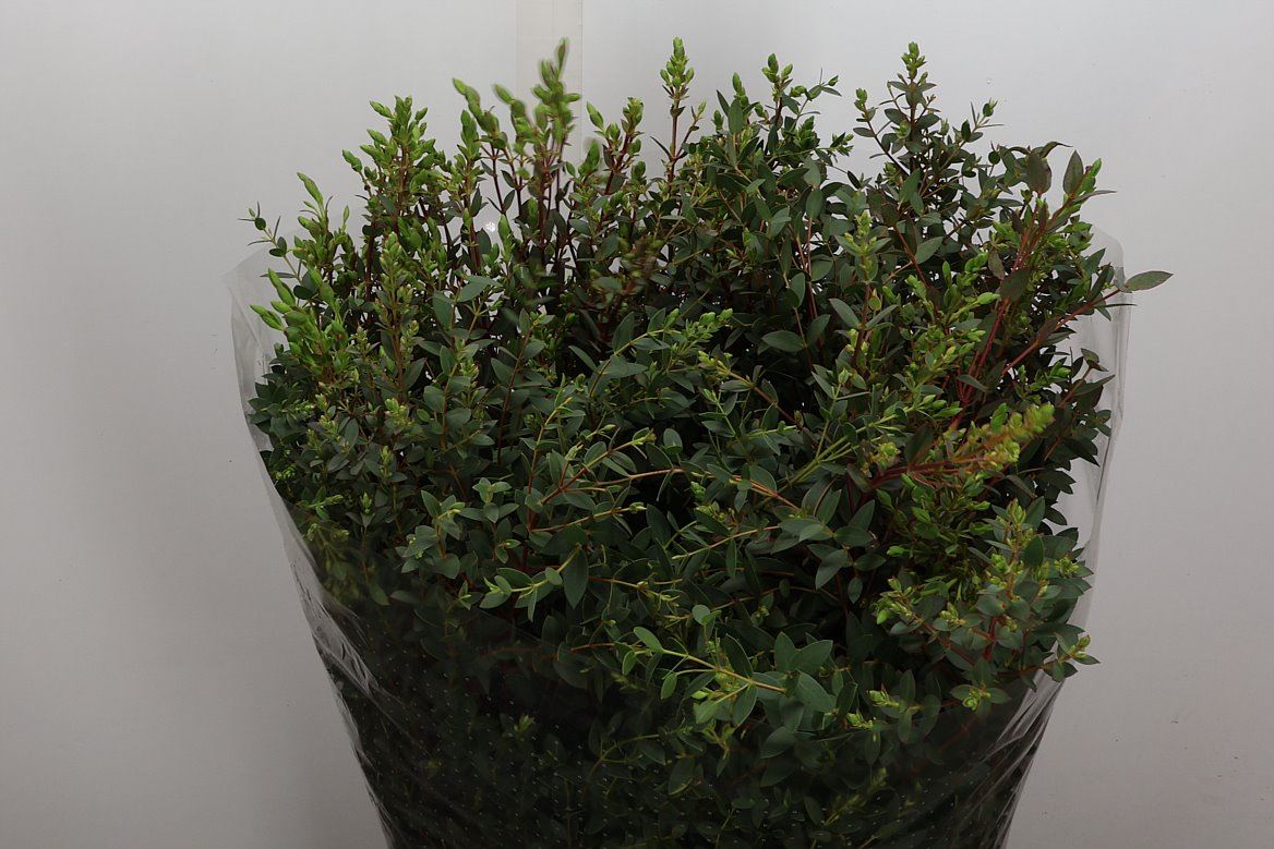 Eucalyptus Parvifolia 70cm 400gram