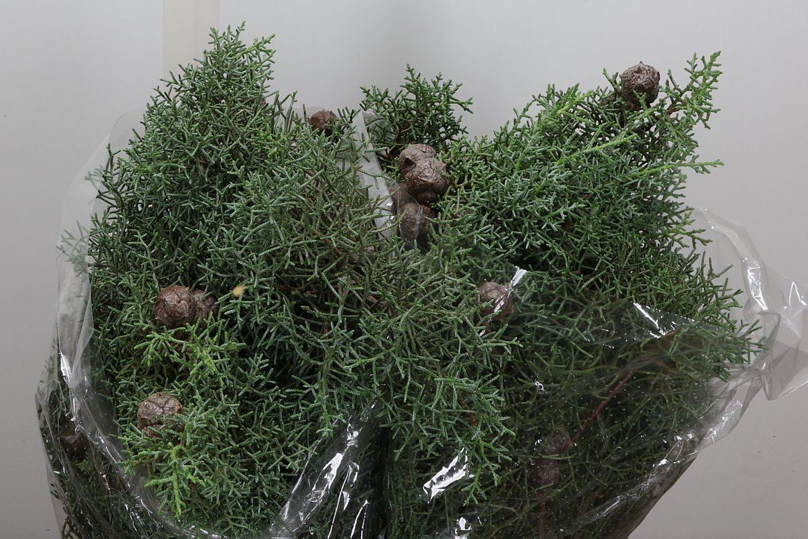 Cupressus Arizonica Glauca Per Bunch 65cm 500gr.