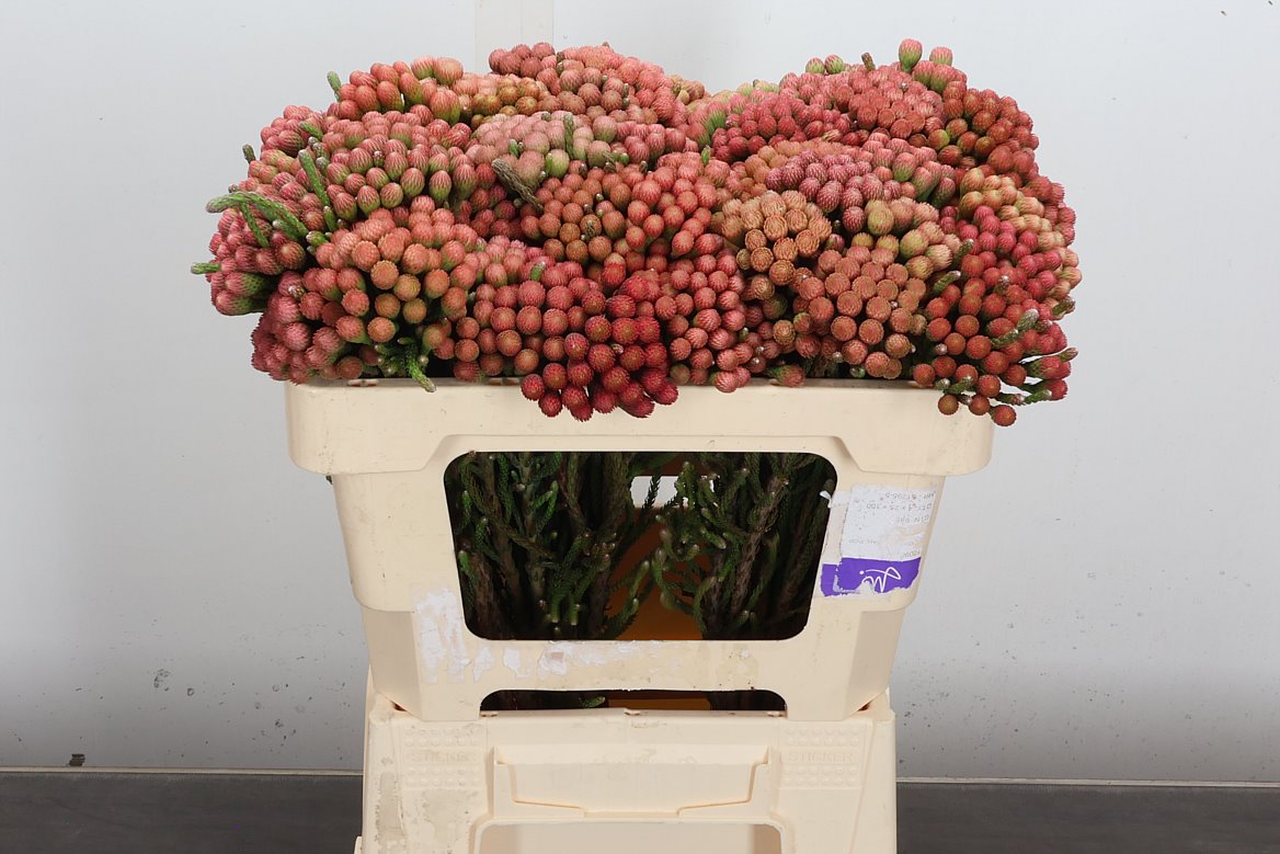 Brunia Laevis Red 50cm