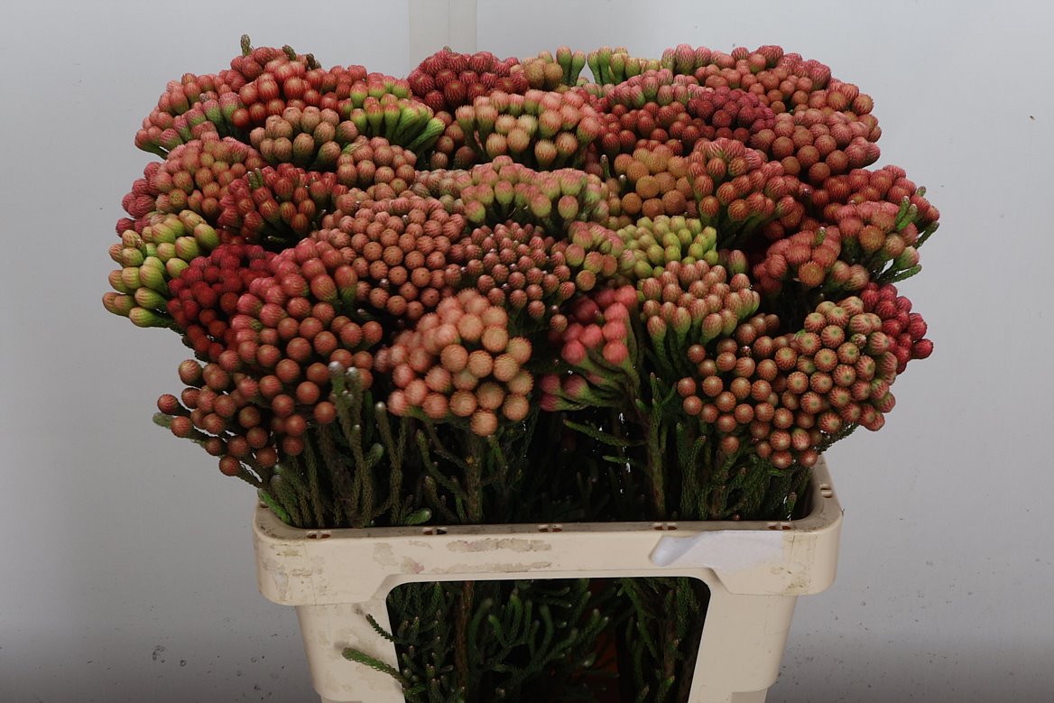 Brunia Laevis Red 60cm