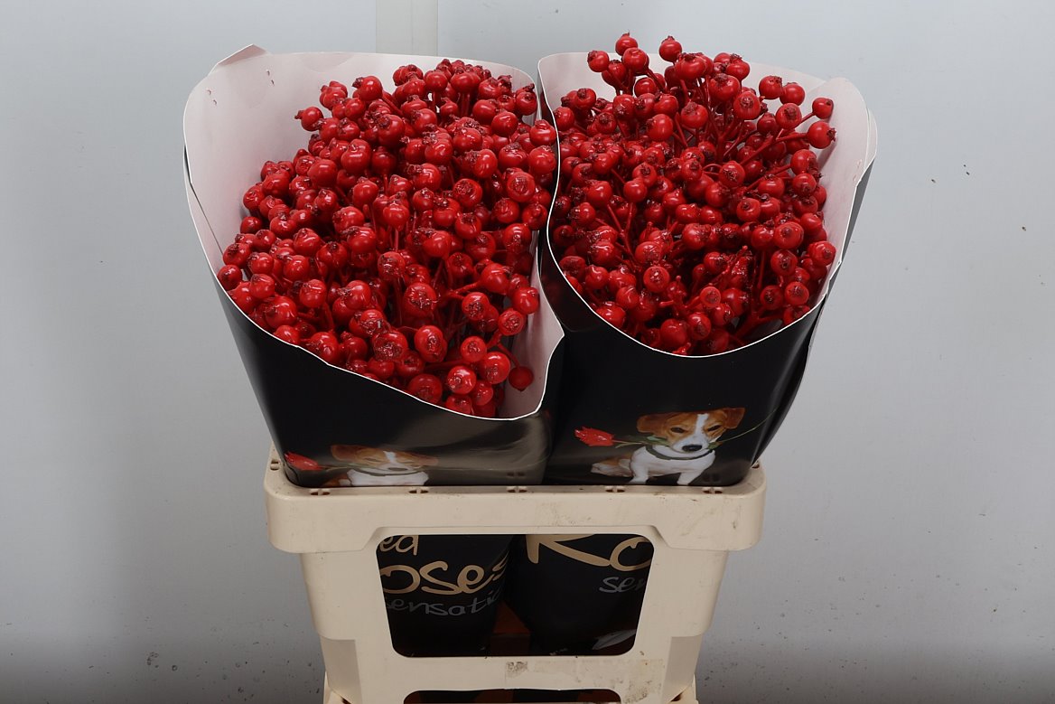 Ov Colrbehandeld 60cm