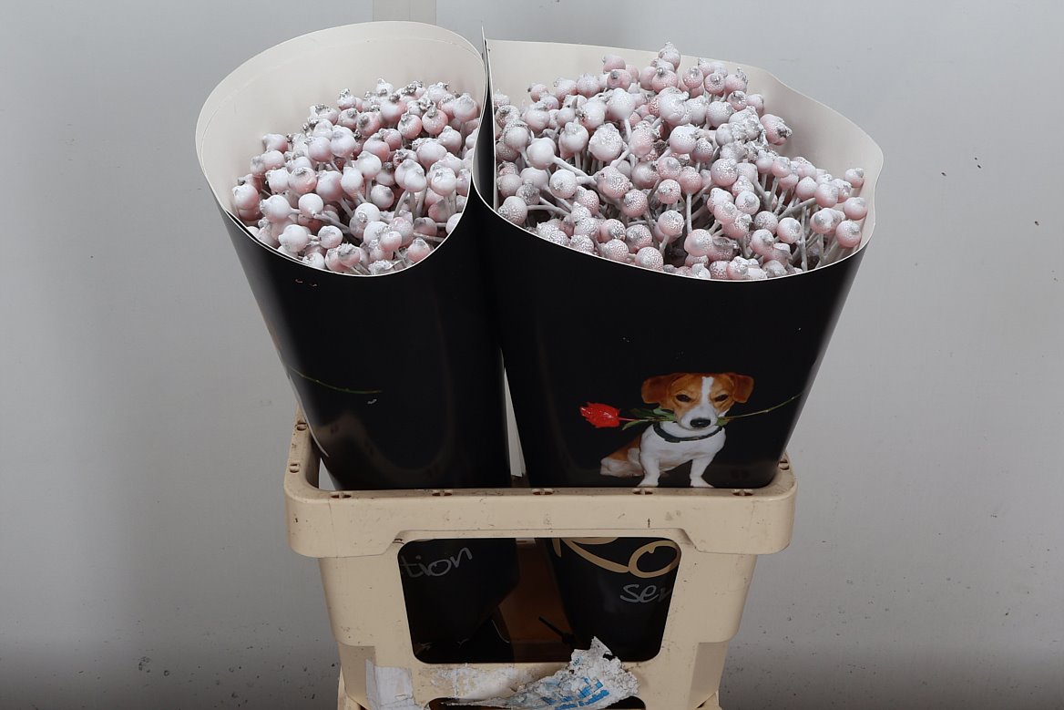 Ov Colrbehandeld 60cm