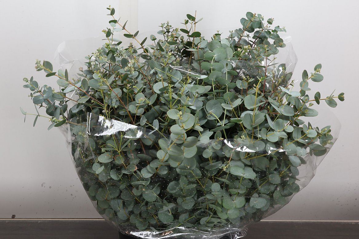 Eucalyptus Gunnii Per Bunch 50cm 150gr.