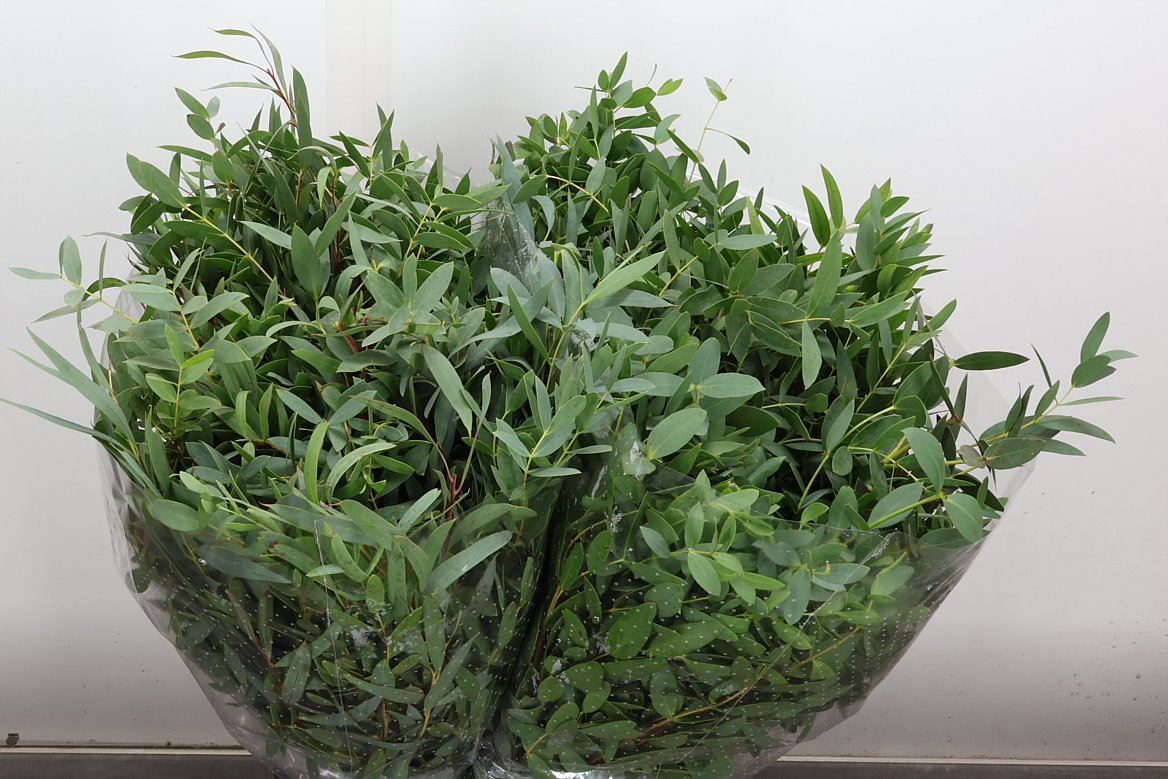 Eucalyptus Parvifolia 50cm 150gram