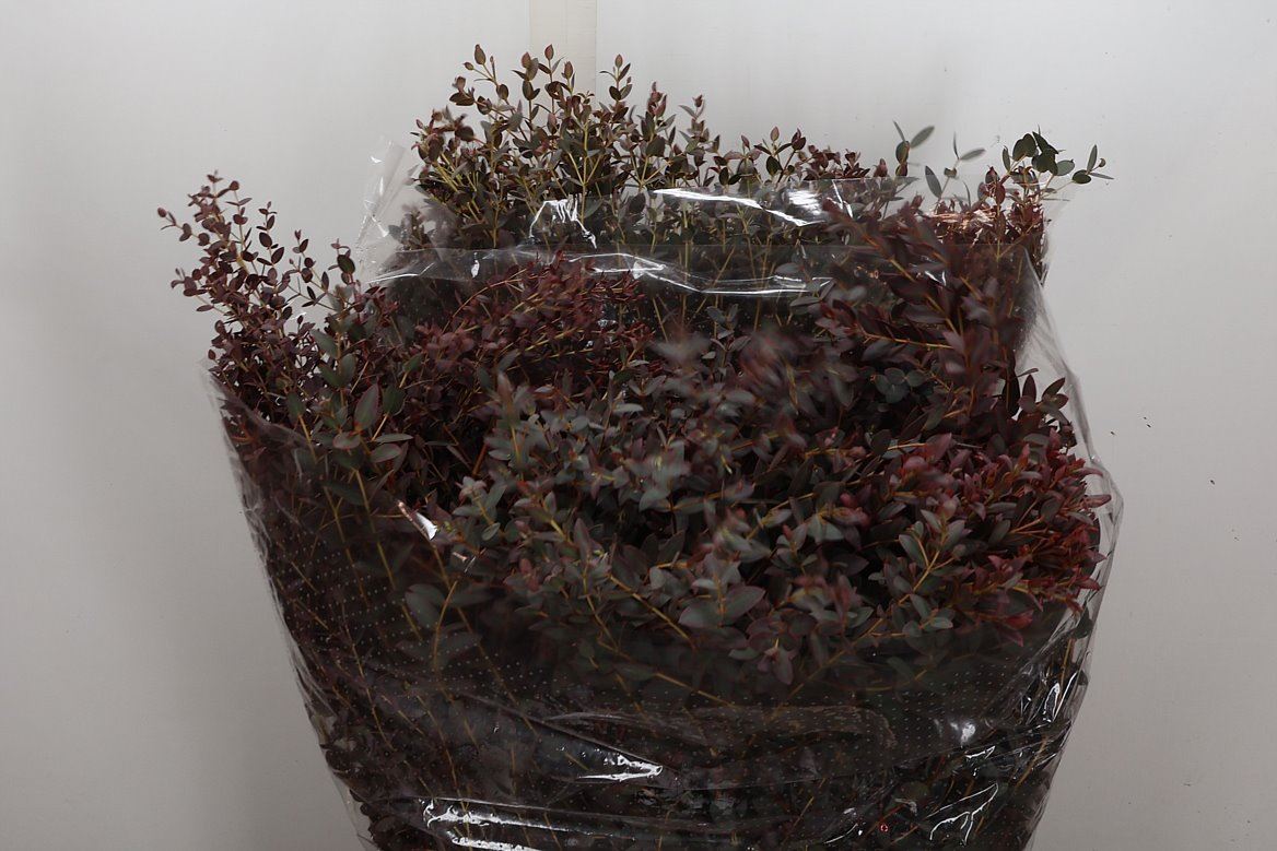 Eucalyptus Parvifolia 70cm 300gram