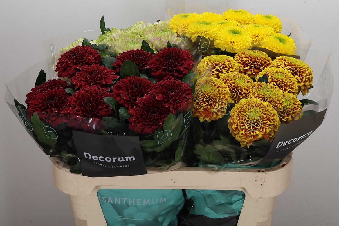 Chrysanth Single Tropicana 70cm 85gr.