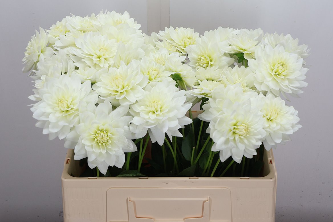 Dahlia Karma Maarten Zwaan 55cm