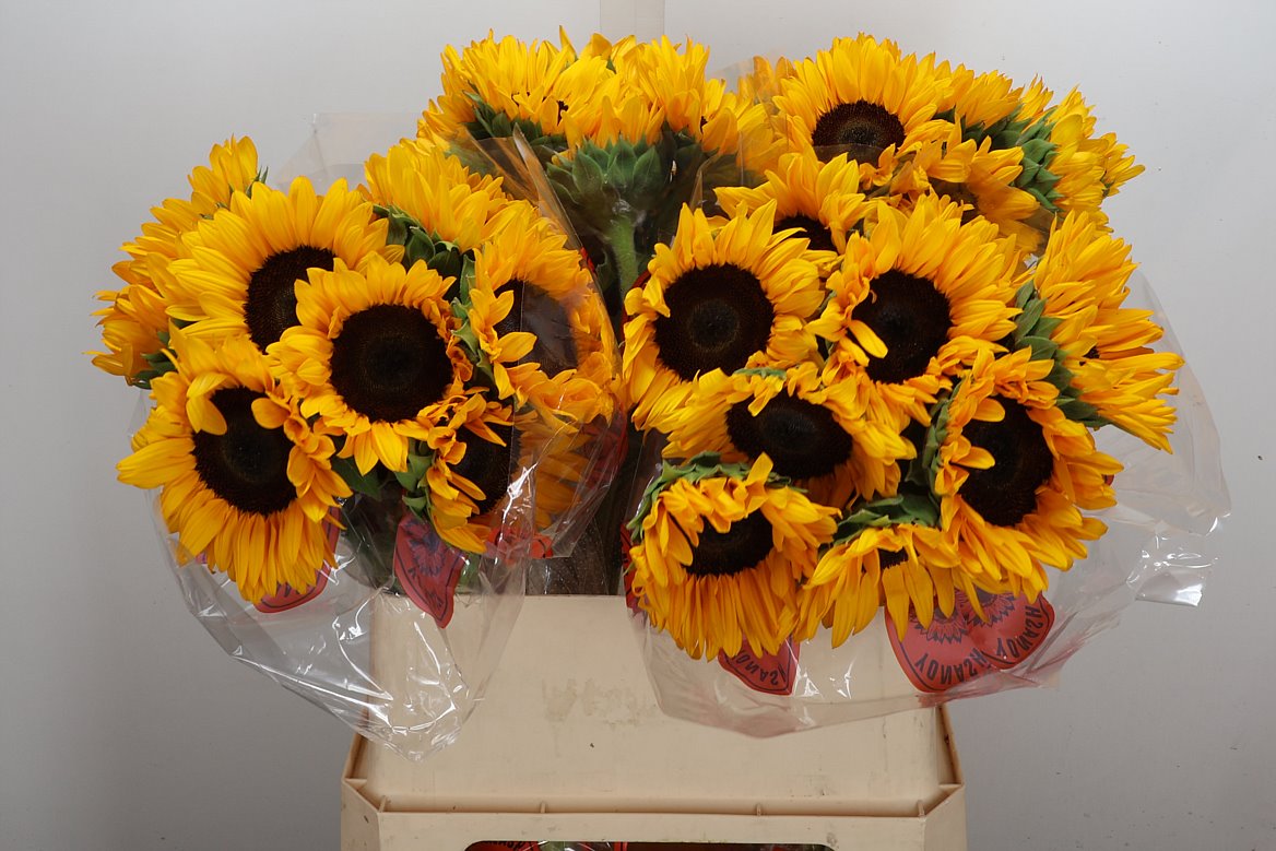 Helianthus Orange Fire 80cm