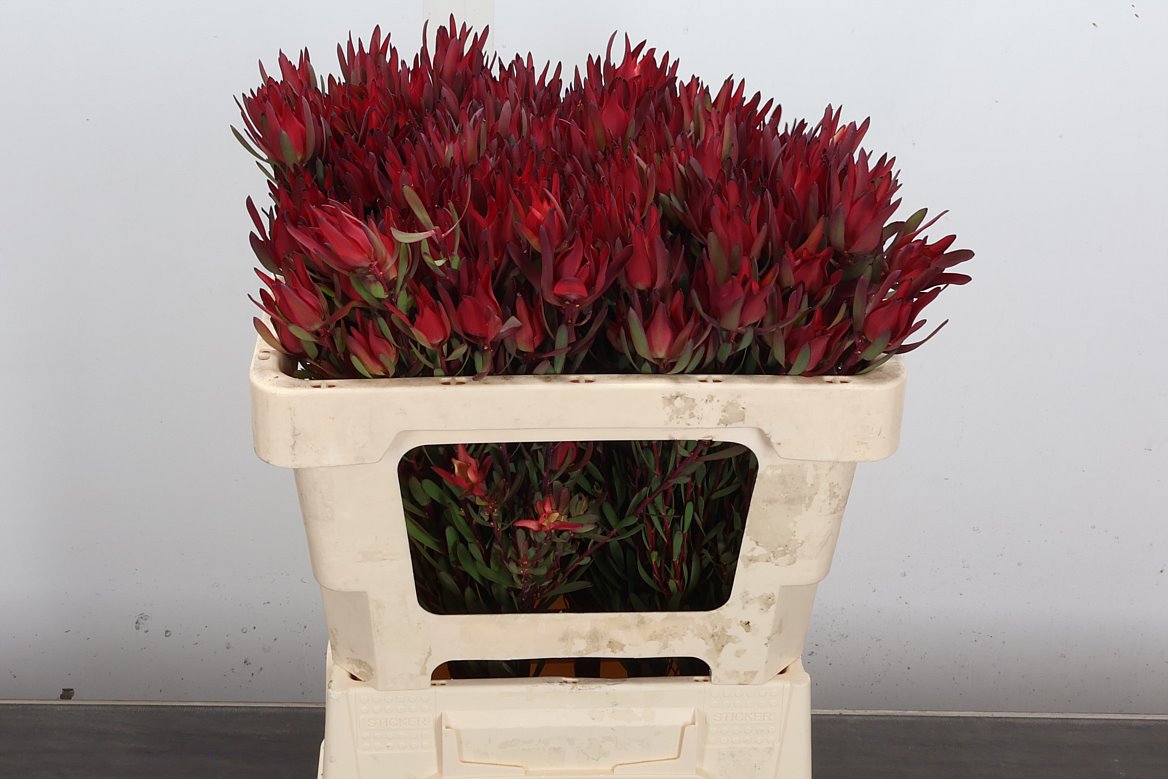 Leucadendron Salignum Blush 50cm