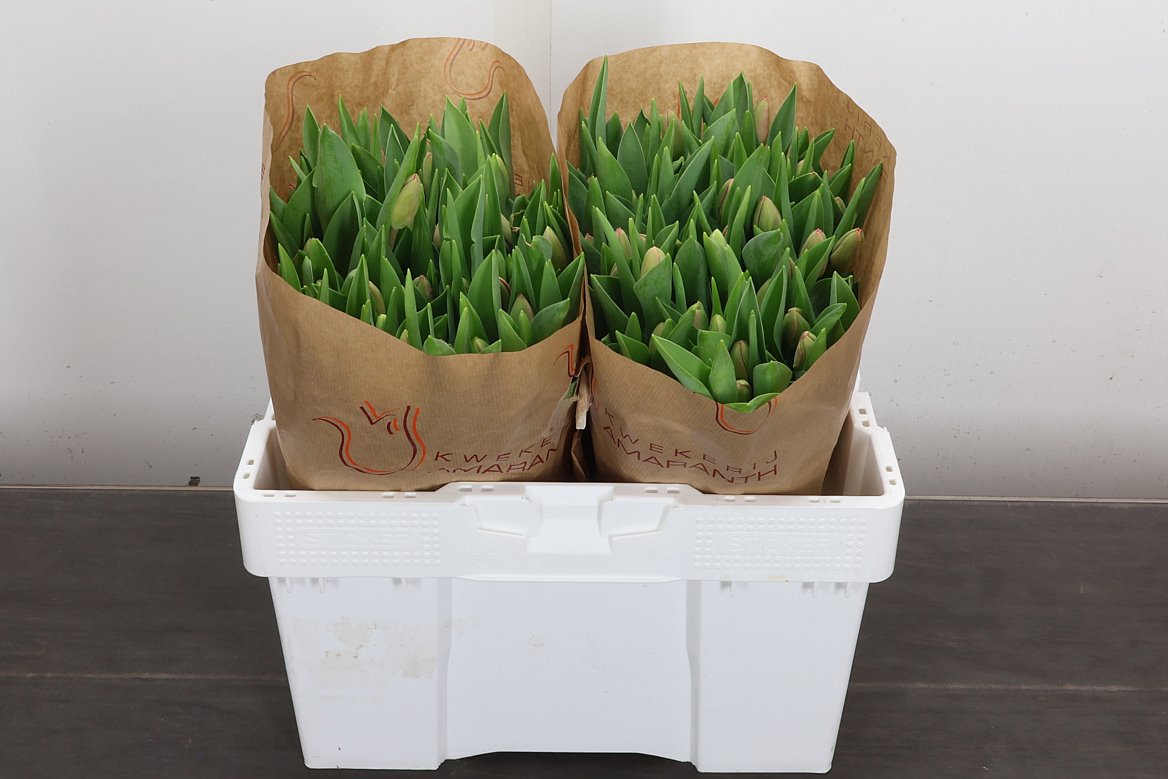 Tulip Single Carola 35cm 33gr.