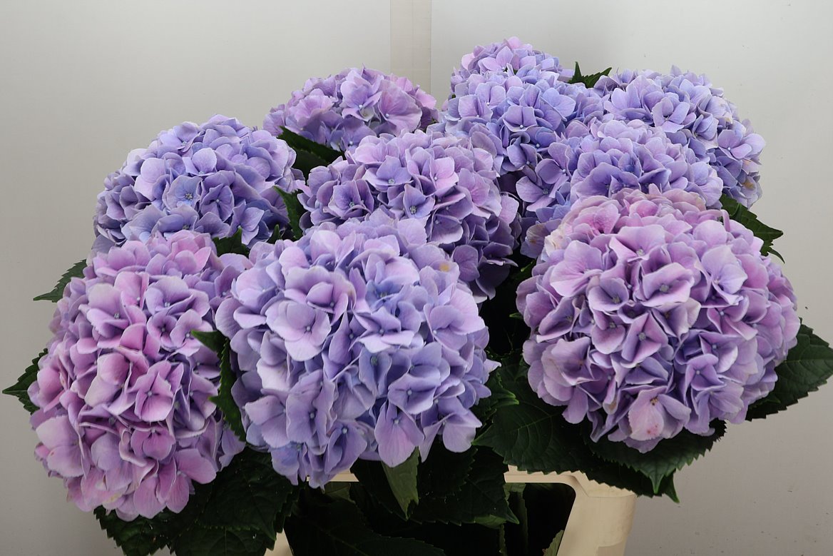 Hydrangea Royal Benefit 80cm 20-22cm Hd