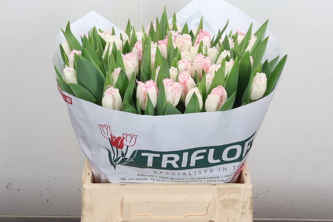 Tulip Frilled Neglige 40cm 35gr.