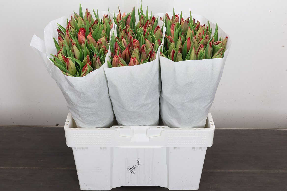 Tulip Single Red Gold 45cm 35gr.