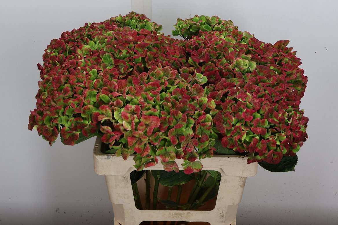 Hydrangea Coral Classic 60cm 15-17cm Hd