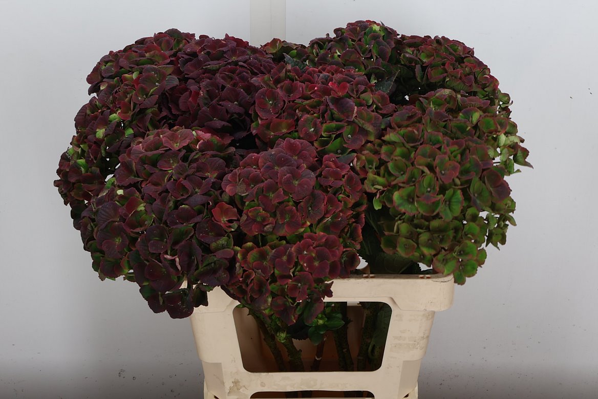 Hydrangea Charlotte Classic 60cm 15-17cm Hd