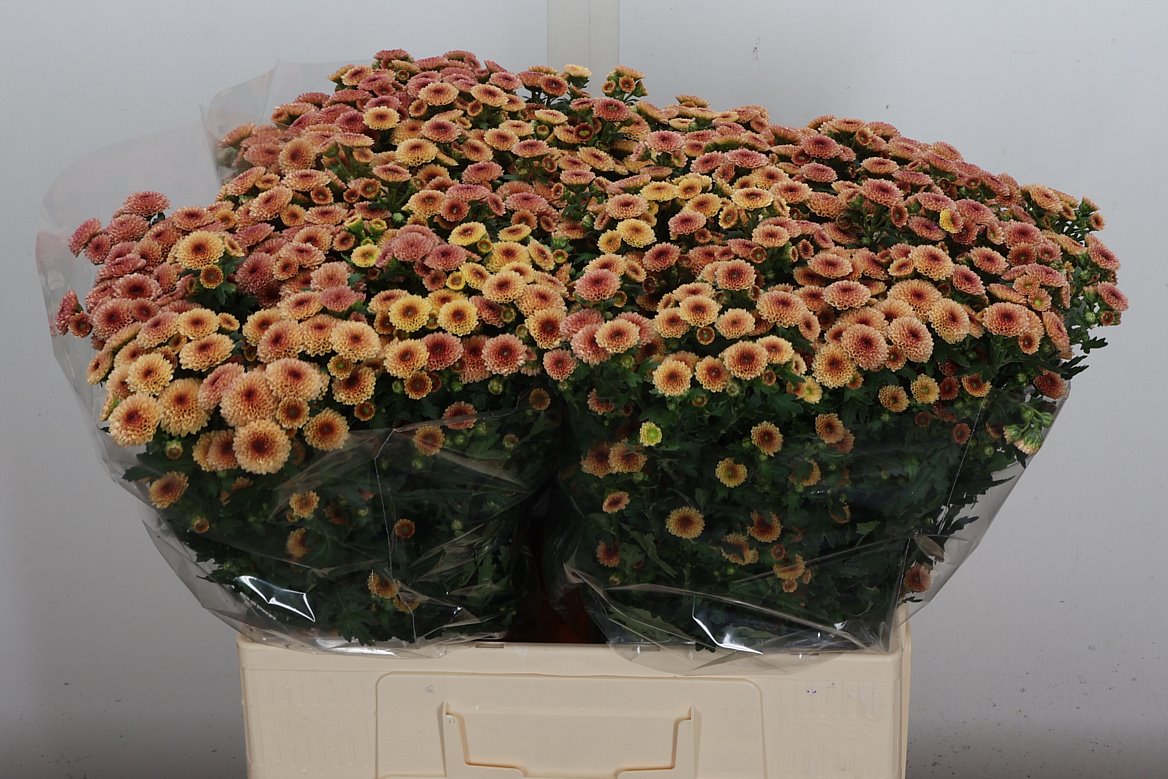 Chrysanth Santini Calimero Apricot 60cm 24gr.