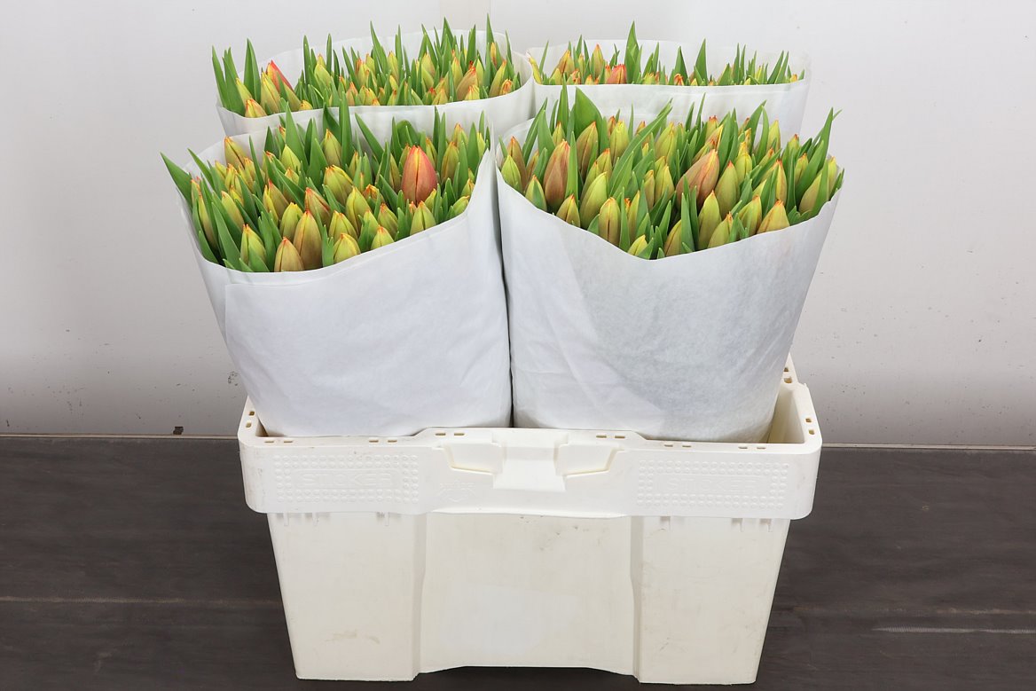 Tulip Single Leen Van Der Mark 40cm 25gr.