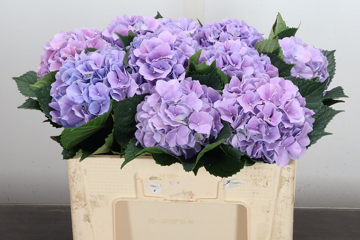 Hydrangea Royal Benefit 50cm 14-16cm Hd