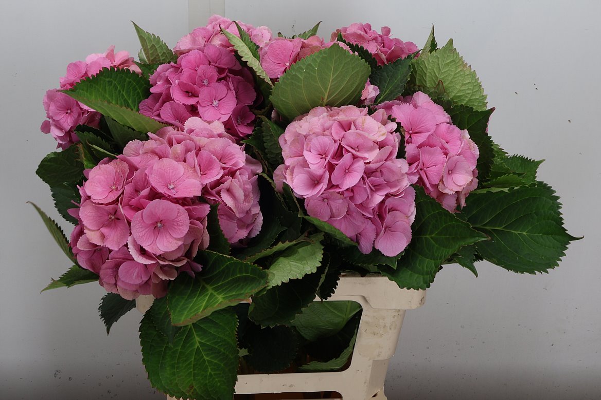 Hydrangea Elbtal Pink 60cm 14-16cm Hd