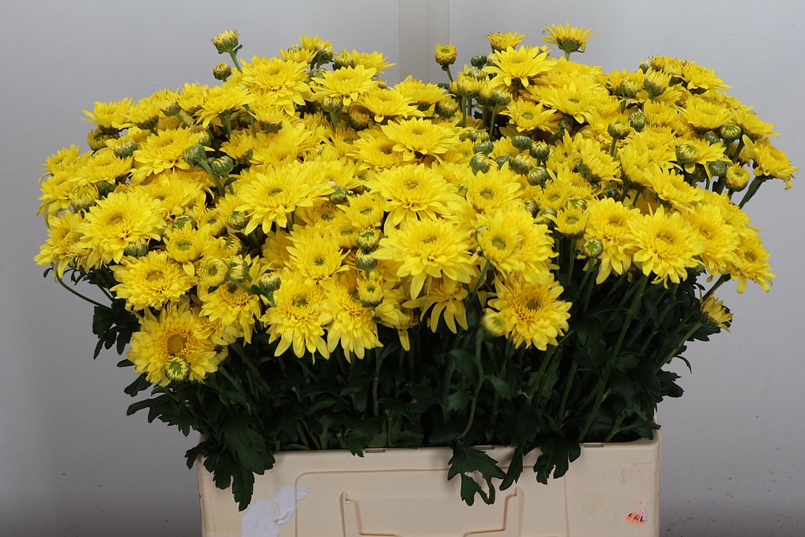 Chrysanth Spray Beppie Yellow 60cm 75gr.