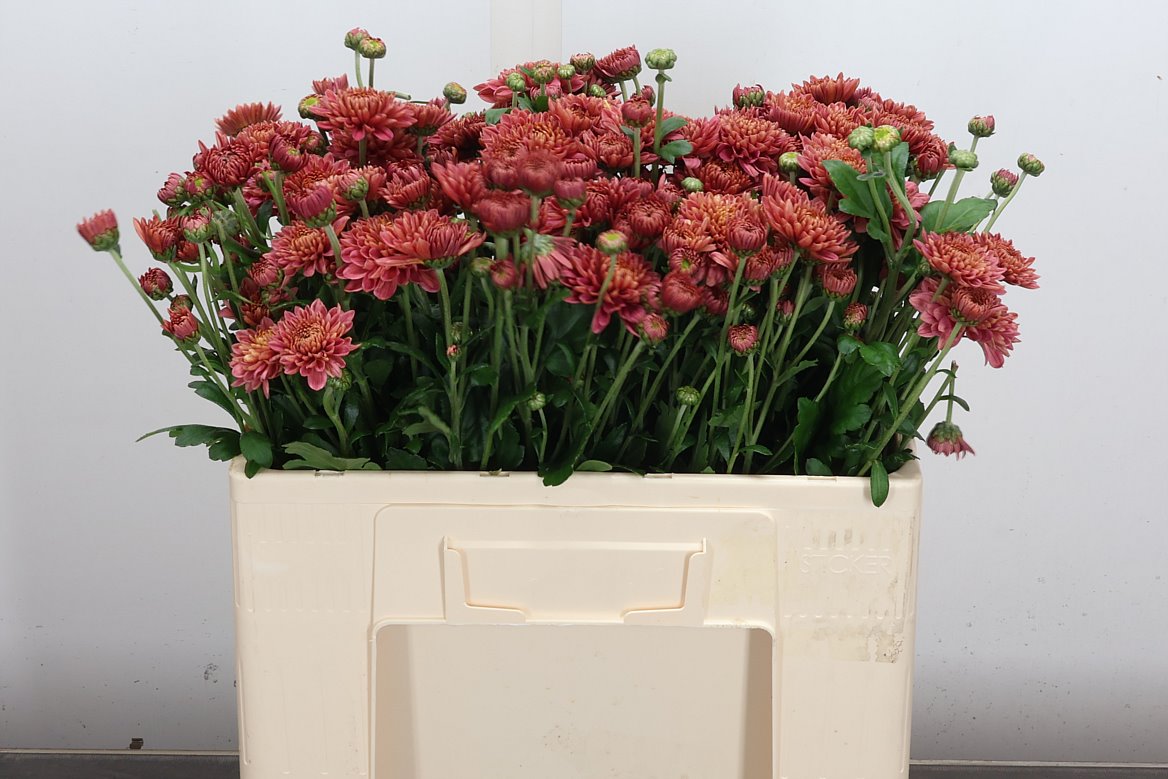 Chrysanth Spray Blenda Salmon 50cm 50gr.