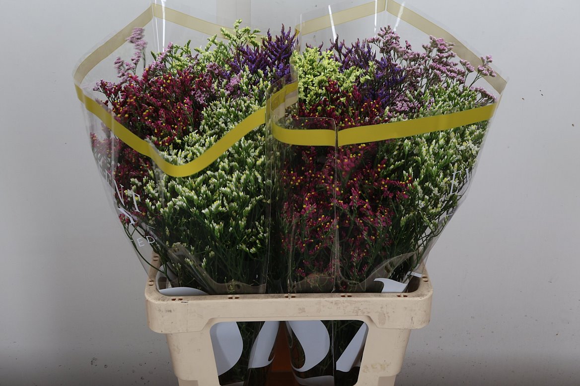 Limonium Sinense Diamond Mix 60cm 20gr.