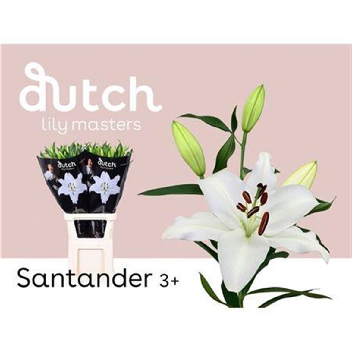 Lily Oriental Santander 85cm 3+