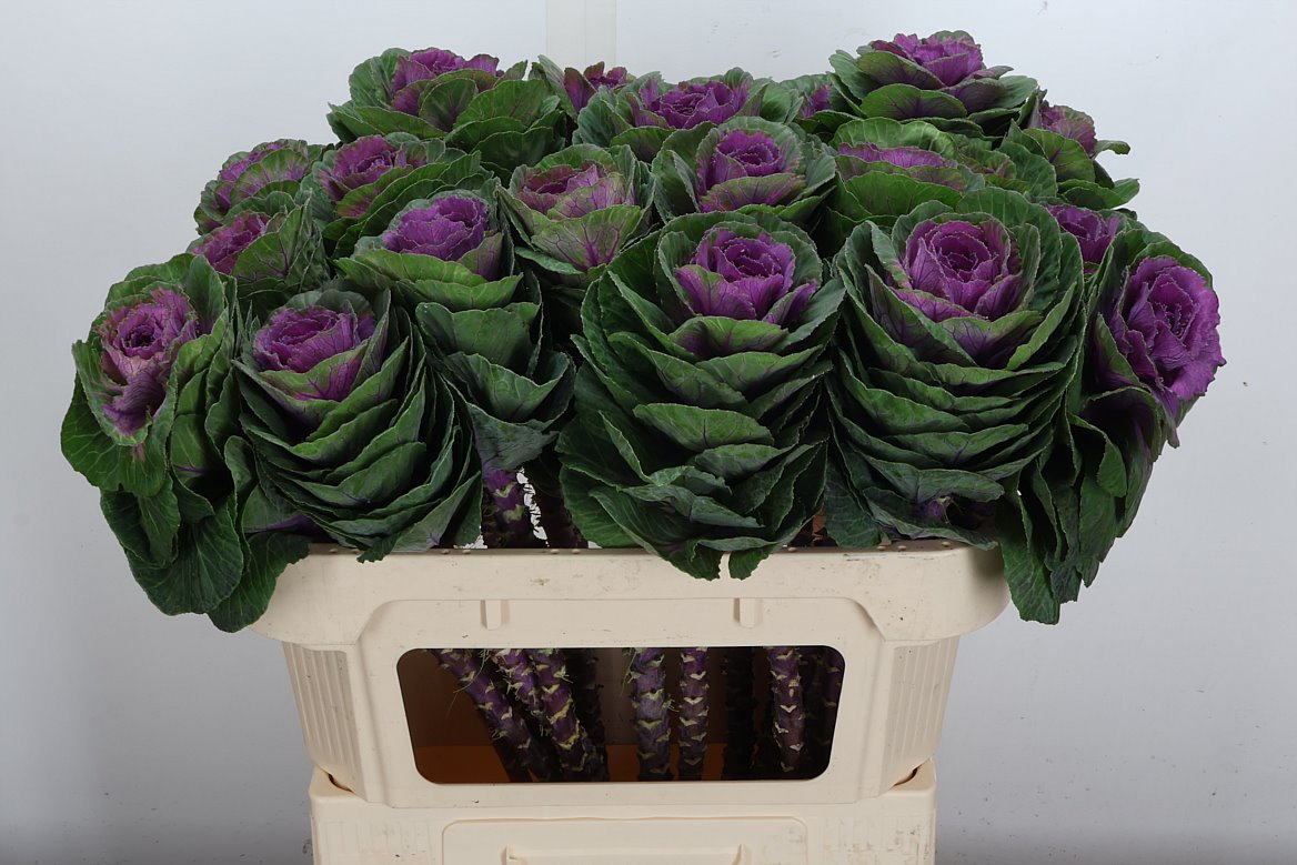 Brassica Red Crane 70cm