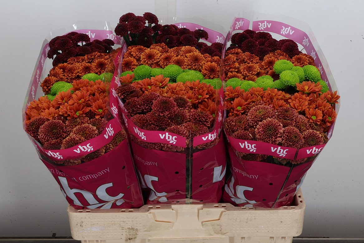 Chrysanth Santini Mix 55cm 44gr.