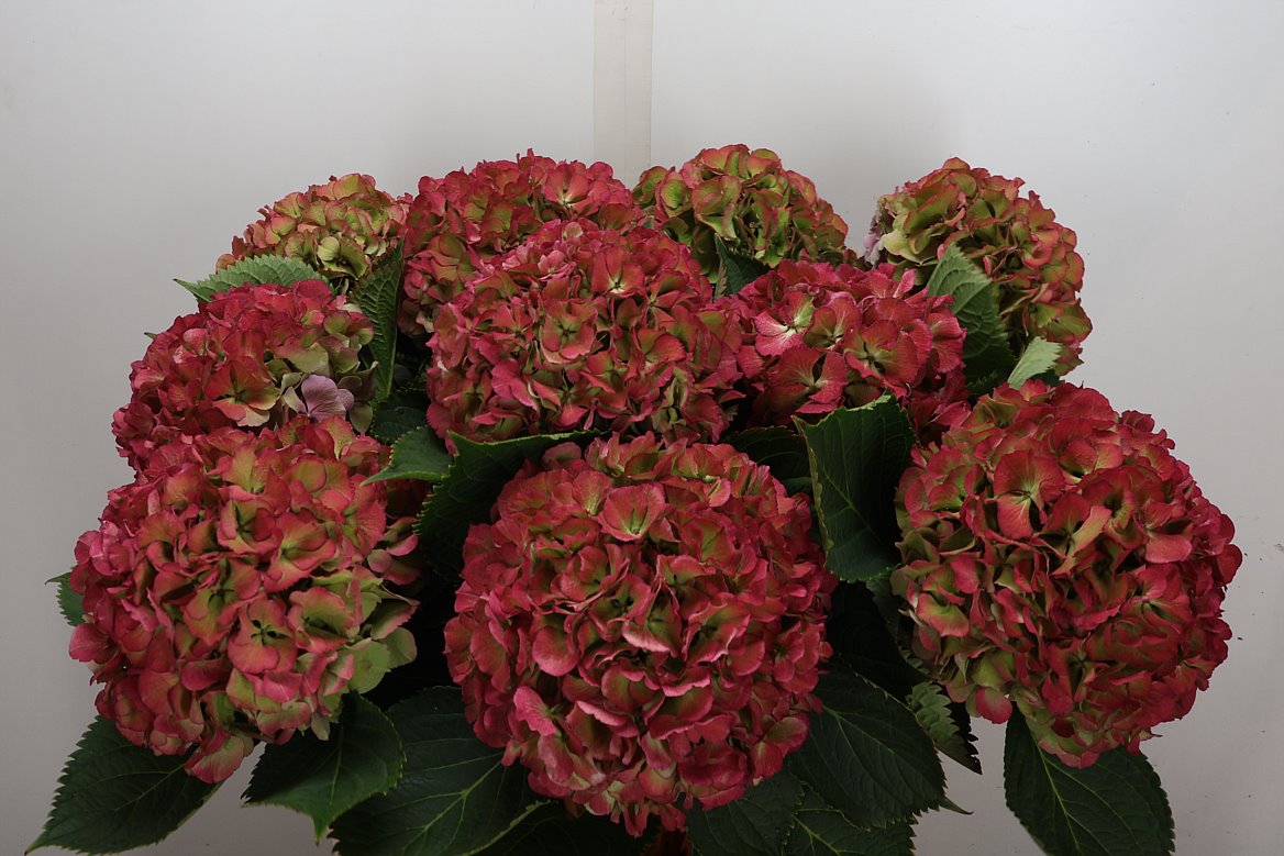 Hydrangea Elbtal Classic 80cm 18-20cm Hd