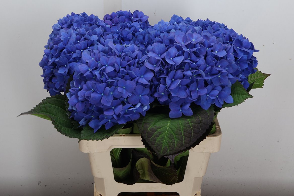 Hydrangea Pimpernel 60cm 16-18cm Hd