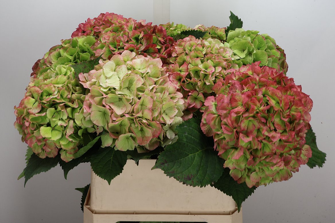 Hydrangea Verena Classic 80cm 21-23cm Hd