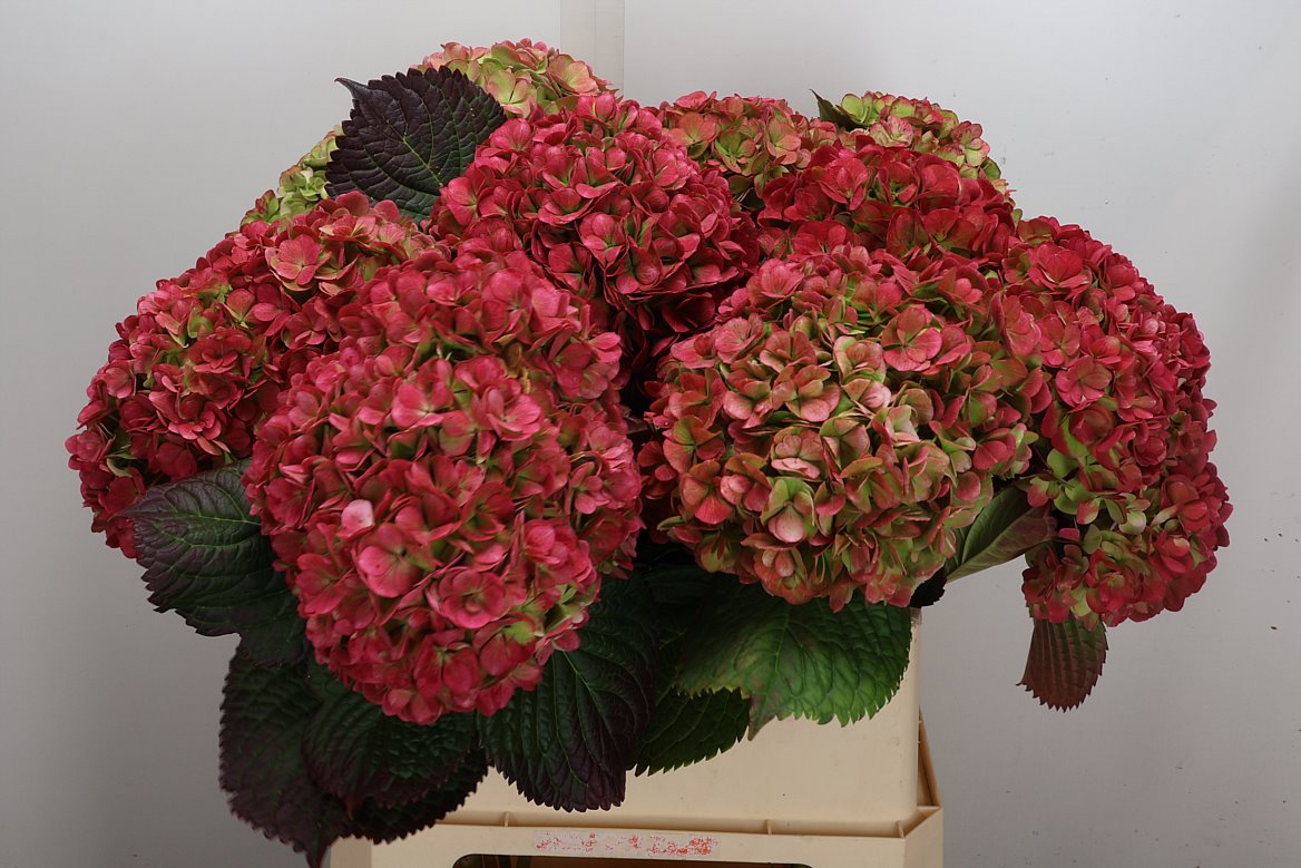 Hydrangea Adora Classic 80cm 21-23cm Hd