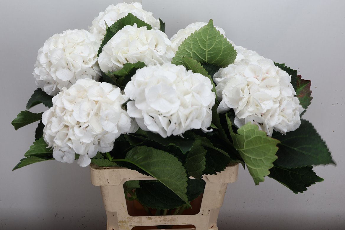 Hydrangea Royal Princess 65cm 16-18cm Hd