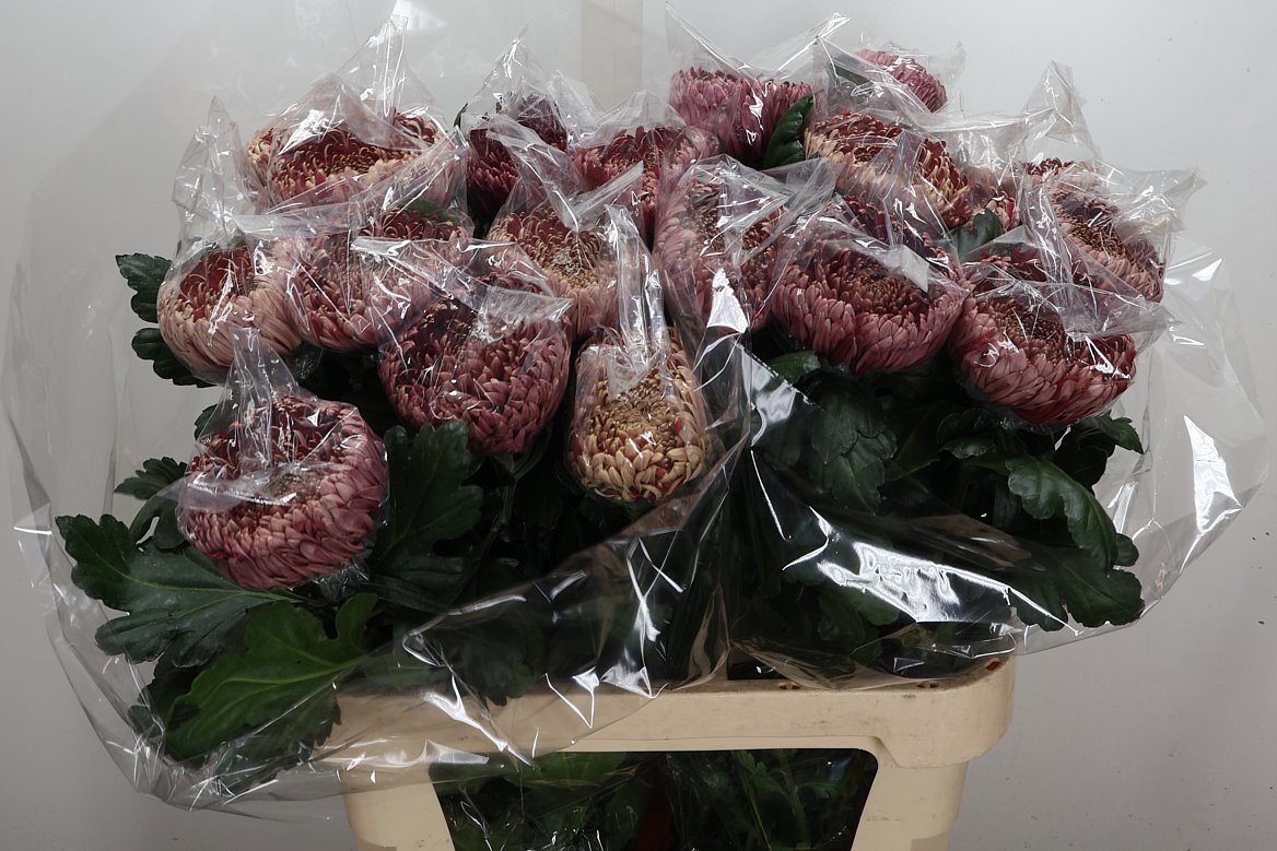 Chrysanth Single Regalmist Red 80cm 140gr.